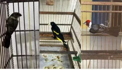 PRF resgata 27 animais silvestres, apreende madeira ilegal e detém 14 pessoas no Maranhão