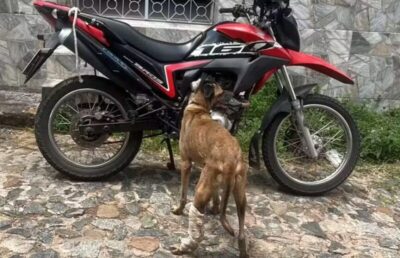 Homem é preso em flagrante por arrastar cachorro amarrado a motocicleta em São Luís