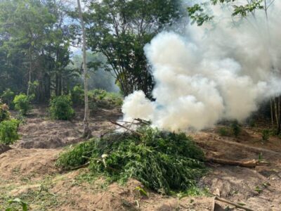 PMMA destrói roças de maconha e expõe esquema que poderia produzir 1,5 tonelada