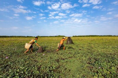 Maranhão é o 2º estado em número de pedidos de seguro-defeso e o 1º em pagamentos