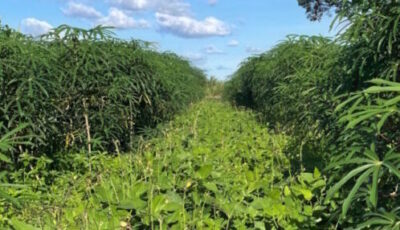 Começa nesta terça-feira a série de eventos da Roça Sustentável realizada pela Embrapa no Sul do Maranhão