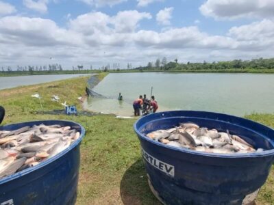 Anuário do Peixe BR 2026 destaca Matinha no topo e Arari entre os principais produtores do Maranhão