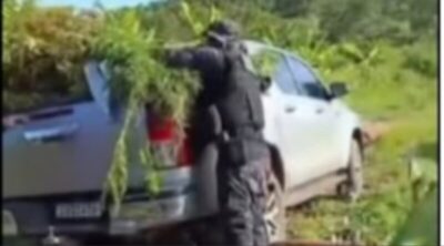 Polícia Militar destrói plantação com cerca de 10 mil pés de maconha entre São João dos Patos e Barão de Grajaú