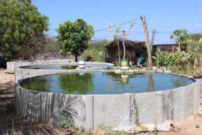 Dia de Campo sobre Sisteminha Comunidade será realizado no em Jacuíba no município de Itapecuru-Mirim