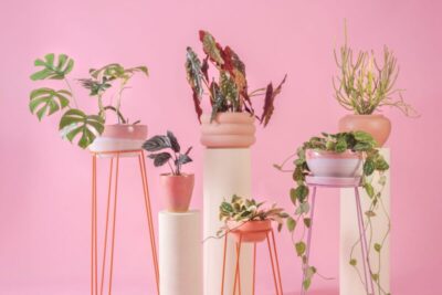 Cultivar plantas em casa atua como exercício de saúde mental e autocuidado