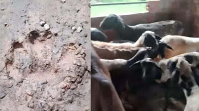 Êpa!!! Bacabal: moradores relatam ataques a animais e falam em criatura sobrenatural