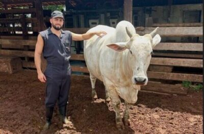 Doadora Nelore chama atenção do setor de Fertilização In Vitro 724 oócitos em única aspiração