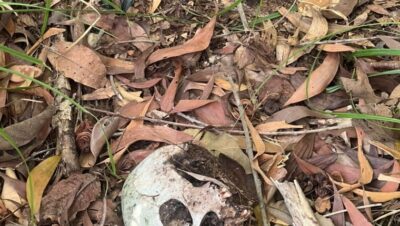 Crânio humano é encontrado próximo ao terminal da Ponta da Espera