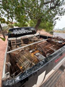 OPERAÇÃO PROTETOR DOS BIOMAS RESULTA EM PRISÃO E APREENSÃO DE AVES SILVESTRES E ARMAS DE FOGO EM BACABAL E LAGO VERDE