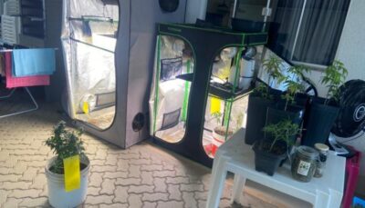 Polícia apreende estufas de maconha em condomínio de luxo em Imperatriz; uma pessoa foi presa