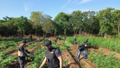 Operação interestadual descobre cultivo de maconha em São João dos Patos