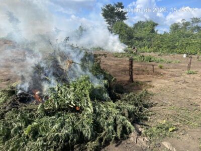 PF incinera 70 mil pés de maconha em terra indígena no Maranhão