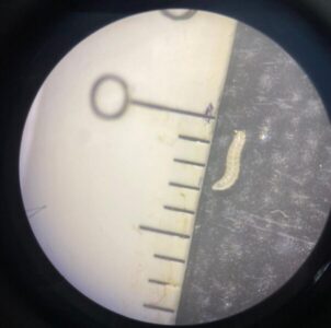 Pesquisa da Uema estuda larva-da-farinha como fonte sustentável de proteína para humanos