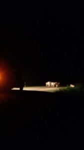 Alerta: Presença de animais na BR-402 coloca motoristas em risco em Barreirinhas