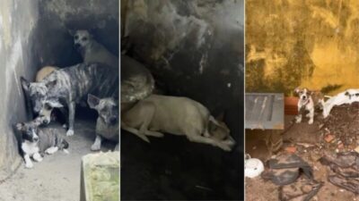 Operação resgata 23 cães em Caxias e prende suspeito de maus-tratos