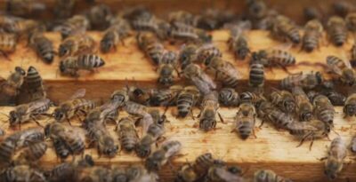 Homem é atacado por enxame de abelhas em Santa Inês e é levado ao hospital em porta-malas de carro