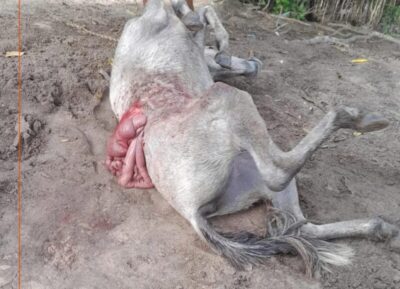 Burro ainda consegue voltar  pra casa de seu dono, mesmo ferido com golpes de faca, em Tutóia