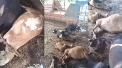 Criadores relatam ataques misteriosos a animais em Bacabal
