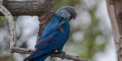 ICMBio informa que 11 ararinhas-azuis foram detectadas com circovírus