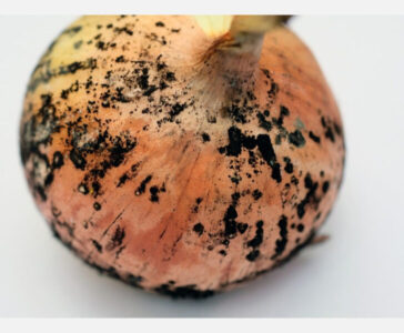 Pozinho escuro na cebola pode indicar presença de fungos