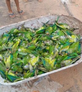 Queda de árvore mata mais de 350 periquitos no interior do Maranhão