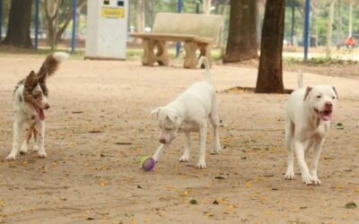 Estatuto dos Cães e Gatos prevê penas para quem maltratar animais
