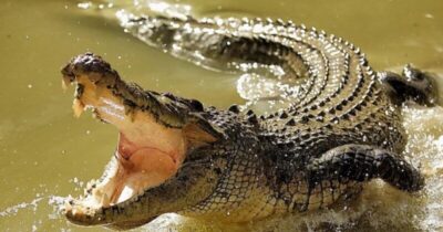 Mulher morre após ataque de crocodilo enquanto coletava mariscos. Veja vídeo