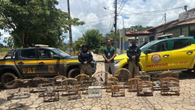 Operação da PRF em Santa Inês resgata 27 animais e prende 14 pessoas por crimes ambientais