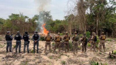 PMMA erradica mais de 5 mil pés de maconha em Santa Helena, na Baixada Maranhense