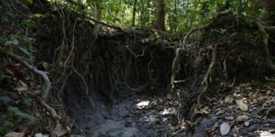 Brasil tem mais de 37 bilhões de toneladas de carbono orgânico no solo