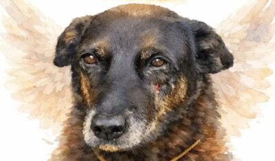 Governo cria decreto “Cão Orelha” e aumenta multas por maus-tratos a animais