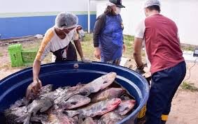 Suspeitas de doação irregular de peixes e funcionários fantasmas motivam investigação em Coroatá