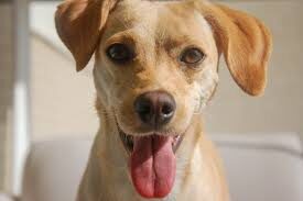 Mercado pet brasileiro se consolida como um dos maiores do mundo