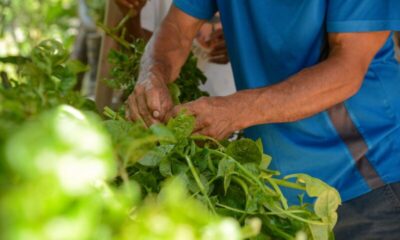 Justiça: governo federal terá dois anos para regularizar quilombos no Maranhão