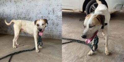 Homem é preso em flagrante por maus-tratos a cachorro em Grajaú