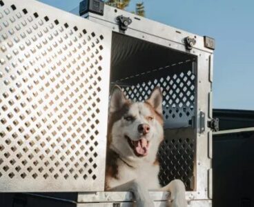 Fábio Macedo inicia 2026 com foco na defesa animal…