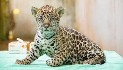 Filhote de onça pintada é novo morador de BioParque