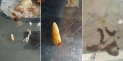 Estudantes da UFMA denunciam larvas na comida do Restaurante Universitário