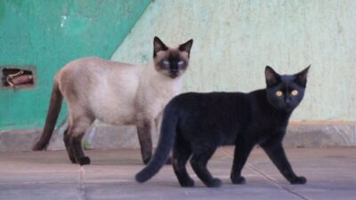No Dia Mundial do Gato, descubra hábitos felinos e a comunicação dos gatos