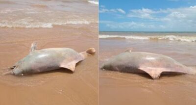 Maranhão: Golfinho é encontrado morto em praia em São José de Ribamar