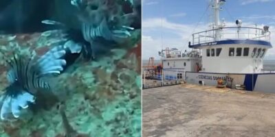 Peixe-leão é encontrado pela primeira vez no Parcel de Manuel Luís e acende alerta ambiental no MA