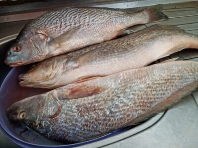 Distribuição de pescado reforça tradição da Semana Santa e alcança milhares de famílias em São Luís