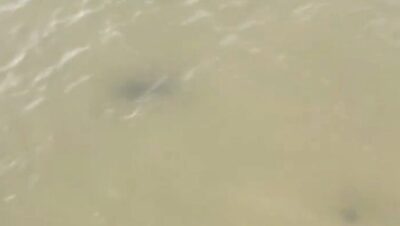 Tubarões são avistados próximos a banhistas na Praia do Calhau, em São Luís