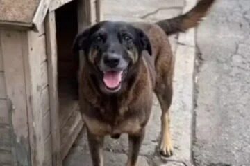 Polícia conclui inquérito sobre cão Orelha e pede internação de adolescente