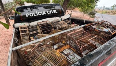 Operação prende suspeito por crime ambiental resgata aves silvestres no interior do Maranhão
