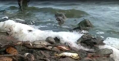 Dezenas de siris são encontrados mortos na Lagoa da Jansen em São Luís