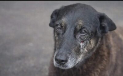 Cão Orelha: Polícia prepara estratégia para retorno de adolescentes suspeitos de tortura animal
