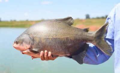Cientistas brasileiros criam embalagem biodegradável com pele de peixe amazônico