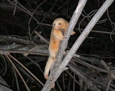 Menor tamanduá do mundo vira foco de pesquisa nos Lençóis Maranhenses