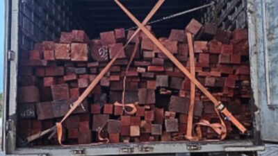 Balsas: carga de madeira nativa transportada irregularmente é apreendida pela PRF